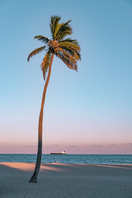 椰子树在海边的照片 · 免费素材图片