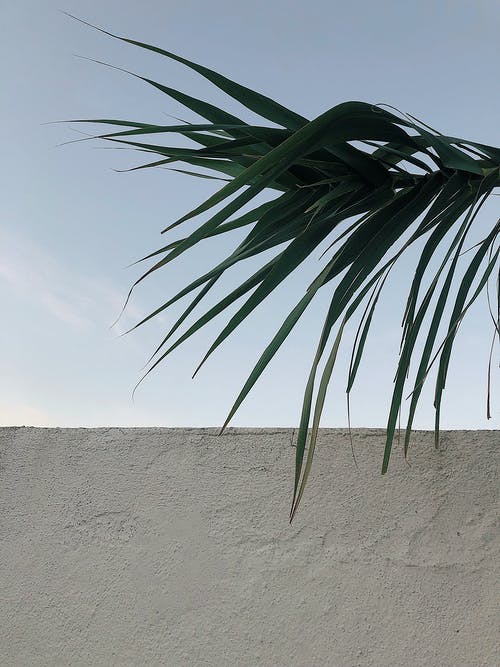 绿色的棕榈叶，白色的混凝土 · 免费素材图片