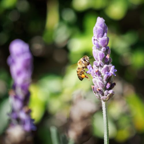 蜜蜂在花上的微距摄影 · 免费素材图片