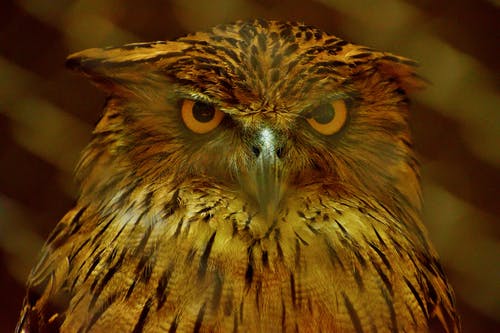 棕色猫头鹰的特写照片 · 免费素材图片
