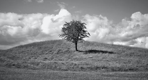 一棵树在山上的单色照片 · 免费素材图片