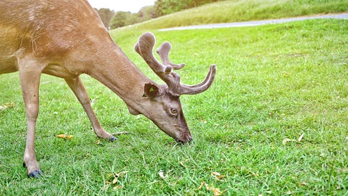布朗驯鹿吃草 · 免费素材图片