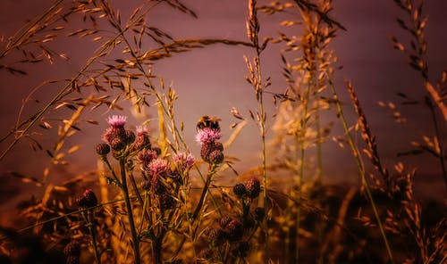 浅焦点摄影的粉红色花朵 · 免费素材图片