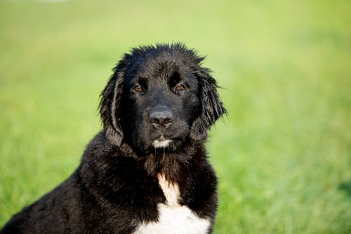 郁郁葱葱的牧场选择性焦点照片上的短涂黑白狗 · 免费素材图片
