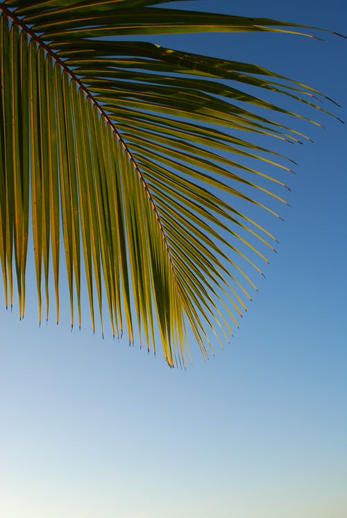 特写棕榈叶 · 免费素材图片