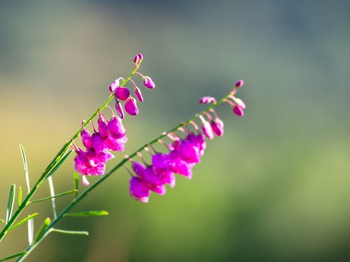 盛开在选择性聚焦摄影中的粉红色花瓣花 · 免费素材图片