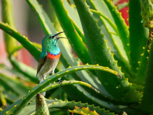 绿色和灰色的鸟栖息在芦荟植物上 · 免费素材图片