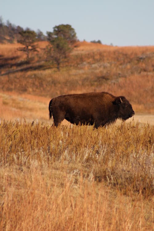 野牛的选择性聚焦摄影 · 免费素材图片