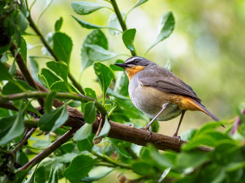鸟栖息在树枝上的选择性聚焦摄影 · 免费素材图片