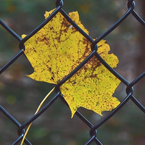 篱笆上的黄叶的选择性聚焦摄影 · 免费素材图片