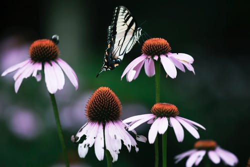 蝴蝶栖息在花上的特写照片 · 免费素材图片