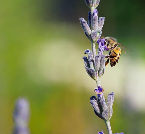 蜜蜂在紫色簇花上 · 免费素材图片