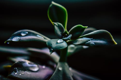 肉质植物的特写照片 · 免费素材图片