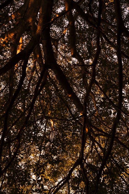 低角度照片的树枝 · 免费素材图片