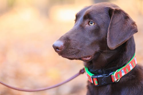成人巧克力拉布拉多犬的选择性聚焦摄影 · 免费素材图片