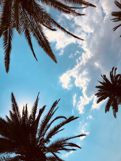 在蓝天白云下的绿色棕榈树 · 免费素材图片
