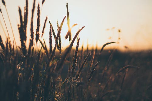 黄金时段的植物剪影 · 免费素材图片