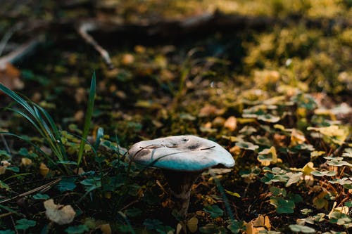 在绿色草地上的棕色真菌 · 免费素材图片