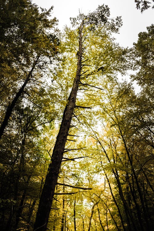 绿叶树的低角度摄影 · 免费素材图片