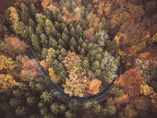 树木覆盖的弯曲的道路 · 免费素材图片