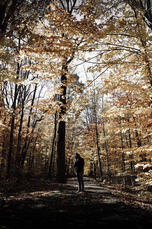站在森林里的男人 · 免费素材图片