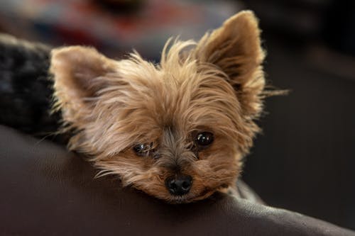 黑色和棕褐色澳大利亚梗小狗 · 免费素材图片