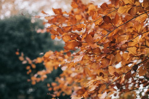 浅焦点摄影棕叶树 · 免费素材图片
