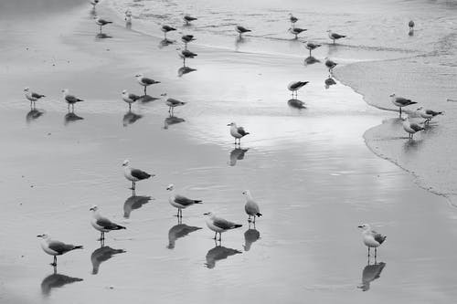 灰度群鸟在海滩上 · 免费素材图片