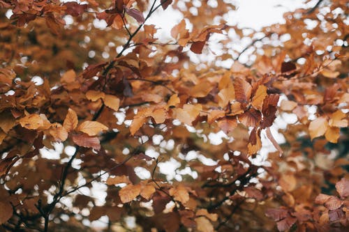 布朗叶子的树选择性聚焦摄影 · 免费素材图片