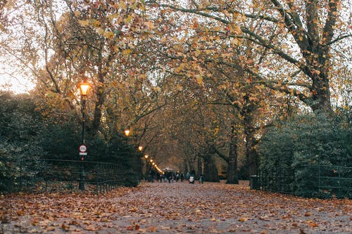 树木包围的通路 · 免费素材图片