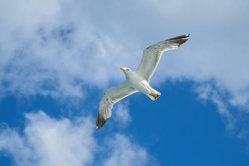 飞翔的海鸥 · 免费素材图片