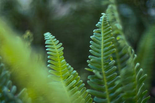 绿蕨植物 · 免费素材图片