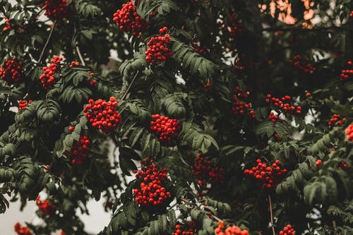 红浆果树 · 免费素材图片