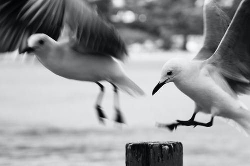 鸟的灰度摄影 · 免费素材图片