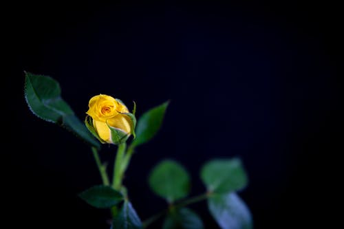黄色杂交茶玫瑰花朵盛开 · 免费素材图片