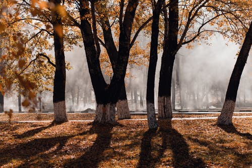 秋天的树木照片 · 免费素材图片