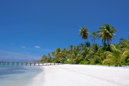 椰子树附近的棕色码头 · 免费素材图片