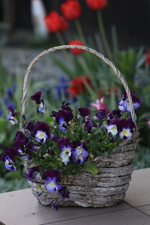 紫罗兰花在篮子里的照片 · 免费素材图片