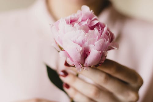 拿着粉红色的花的人的特写照片 · 免费素材图片