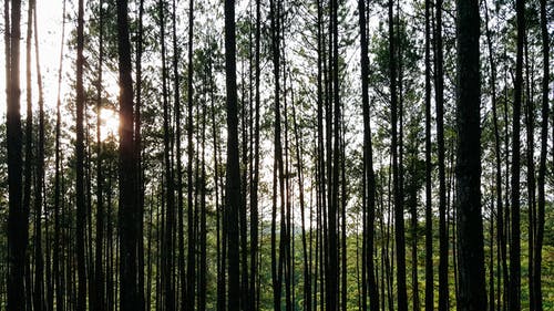 森林树木 · 免费素材图片