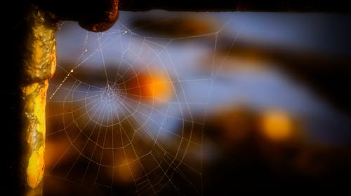 蜘蛛网的选择性聚焦照片 · 免费素材图片