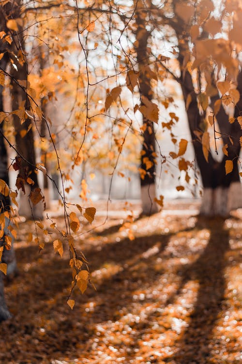 布朗叶子的树木的选择性聚焦摄影 · 免费素材图片