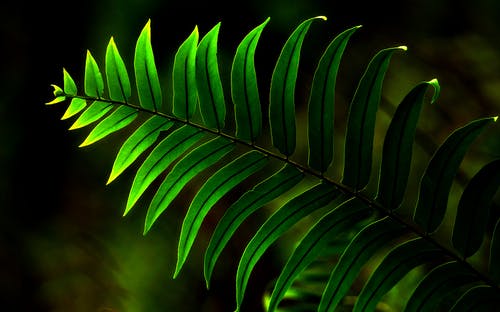 蕨类植物的特写照片 · 免费素材图片