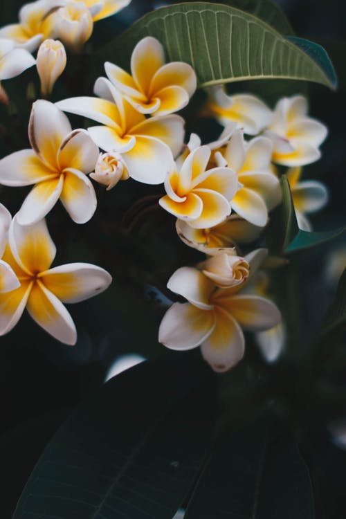 黄白鸡蛋花鲜花的照片 · 免费素材图片