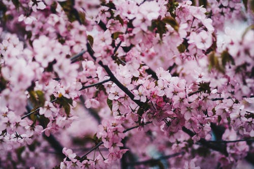 粉色樱花的照片 · 免费素材图片
