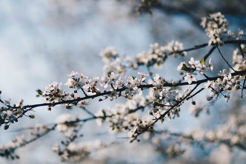 白花的特写照片 · 免费素材图片