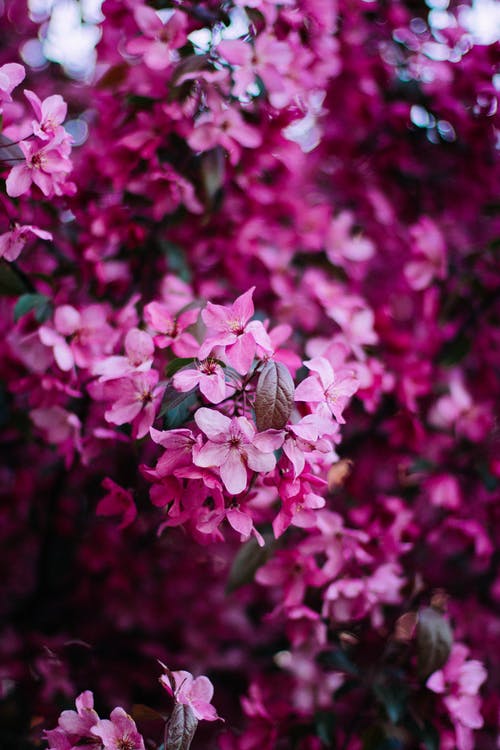 选择性照片粉红色的花朵 · 免费素材图片