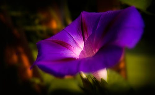 紫色牵牛花的微距摄影 · 免费素材图片