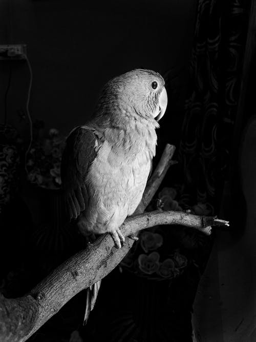 鹦鹉的单色摄影 · 免费素材图片