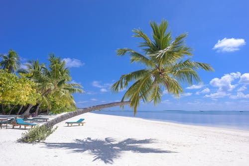 海边椰子树的照片 · 免费素材图片
